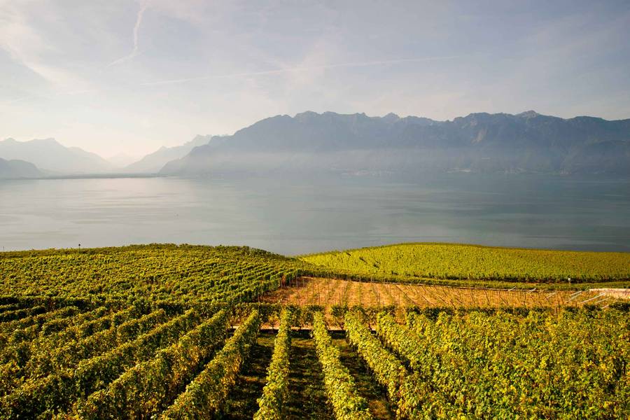 vineyards landscapes, grapes, lake, flowers