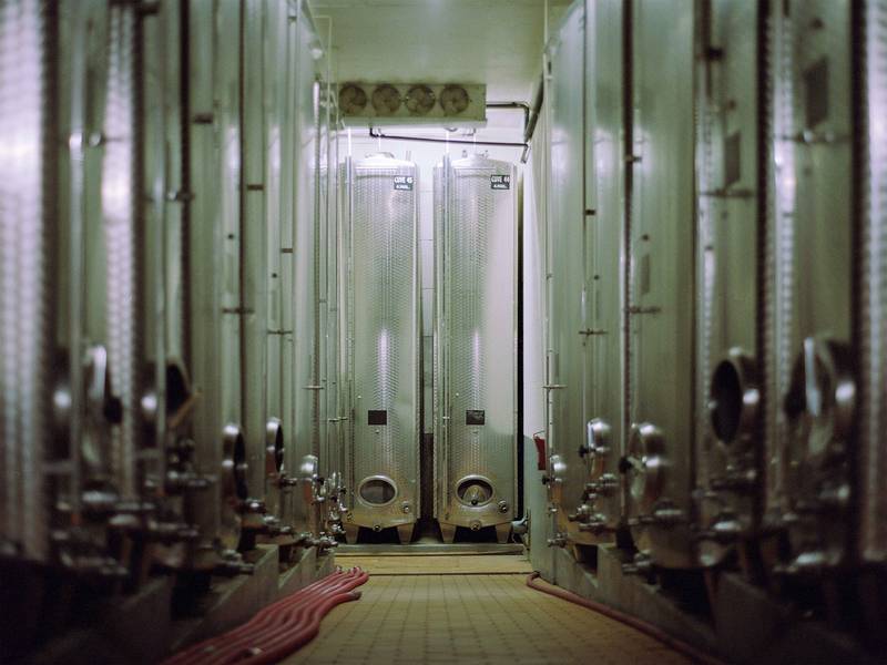 vineyards, wine cellars, people